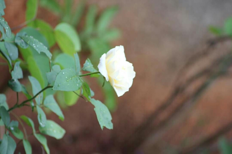 Outdoor Photography